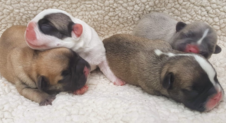 difficult for French Bulldogs to give birth